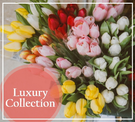 Luxury Collection